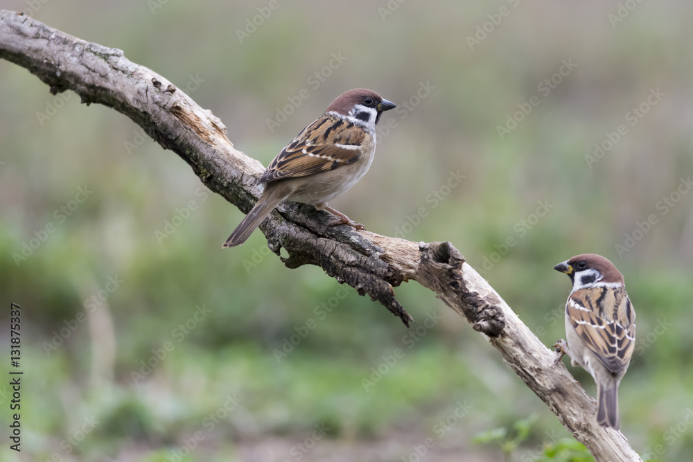 birds birds