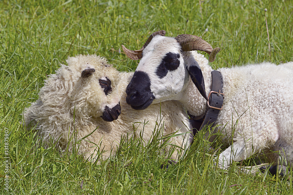 Closeup two sheep of Thones et Marthod lying in grass Closeup two sheep of Thones et Marthod lying in grass