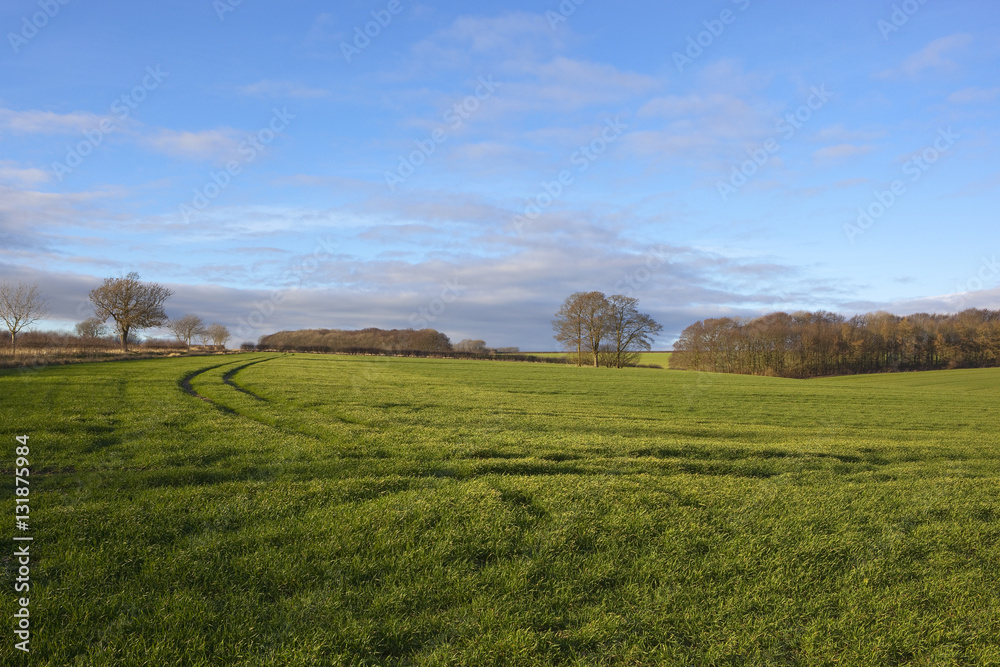 winter wheat and woods