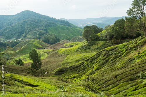 Wallpaper Mural Tea Valley  in the mist Torontodigital.ca