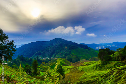 Wallpaper Mural Tea Valley in the morning Torontodigital.ca