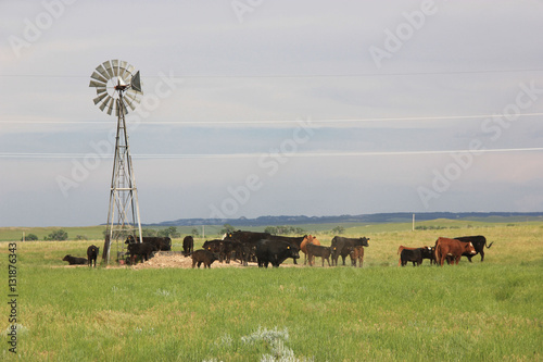 Cattle and windmill