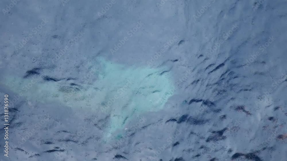 Whale shark swimming on sea surface during raining
Whale shark swimming on sea surface during raining