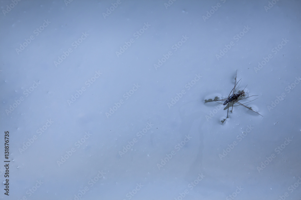 Water Striders and Pond skater Water Striders and Pond skater