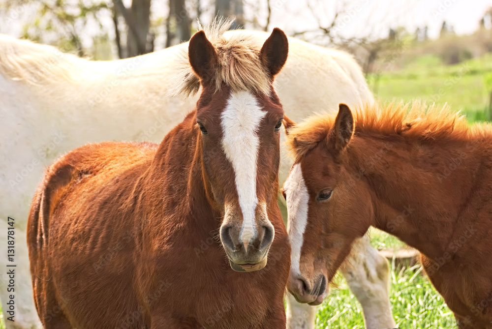 Wild horses free on a field in Argentina