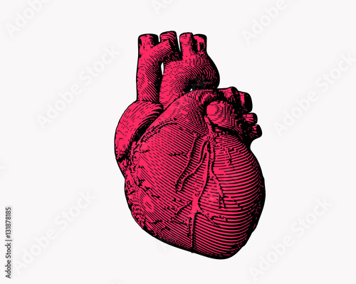 Engraving human heart illustration