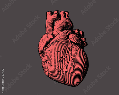 Engraving human heart illustration