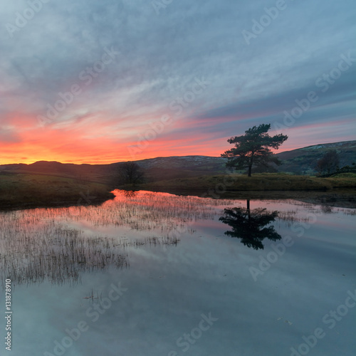 Glowing orange sunset with lone tree reflecting in water at Kelly Hall Tarn in the English Lake District. photo