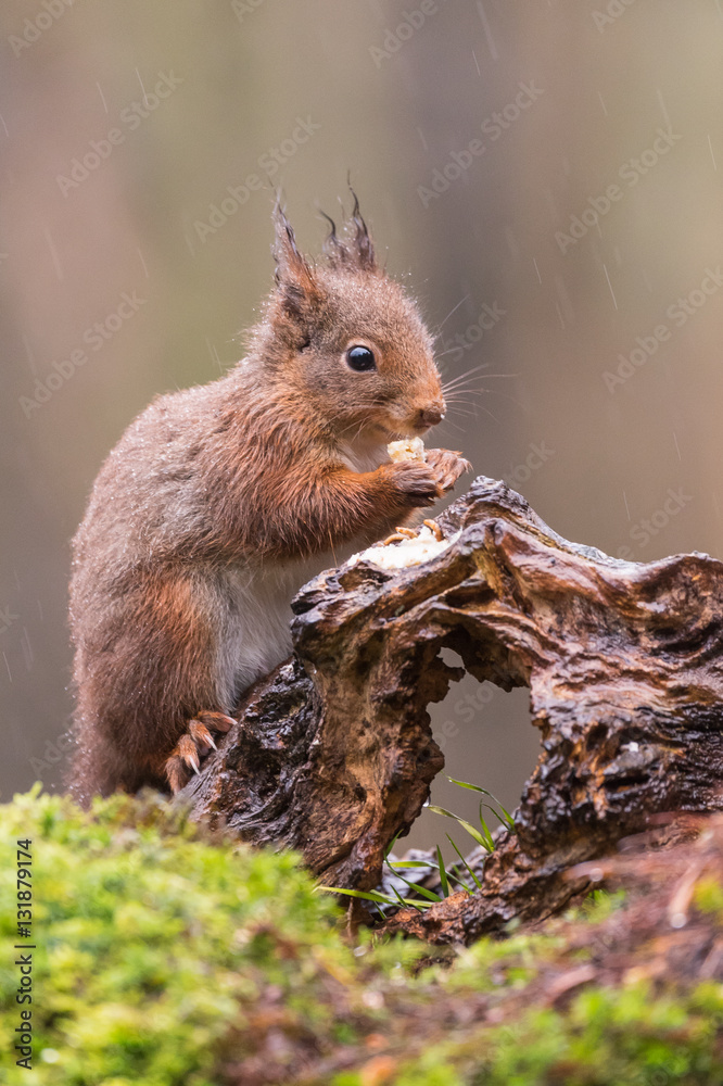 Obraz premium Eurasian red squirrel