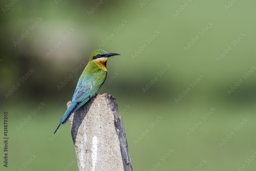 Blue-tailed bee-eater in Arugam bay lagoon, Sri Lanka