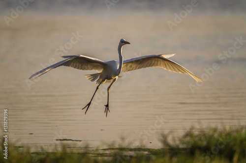 Great egret in Arugam bay lagoon, Sri Lanka