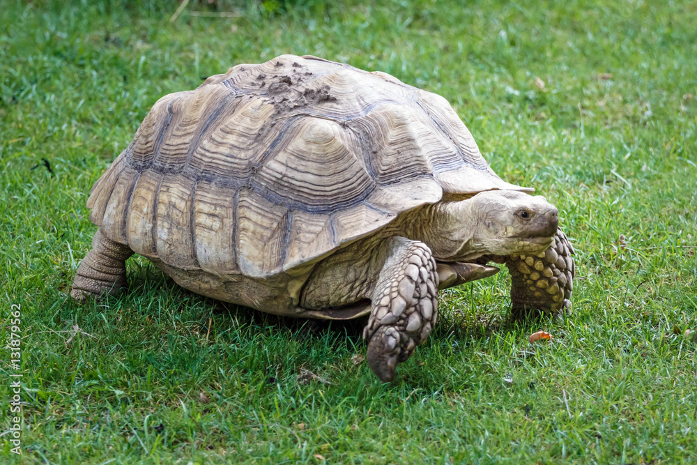 Fototapeta premium Giant tortoise on the grass in zoo