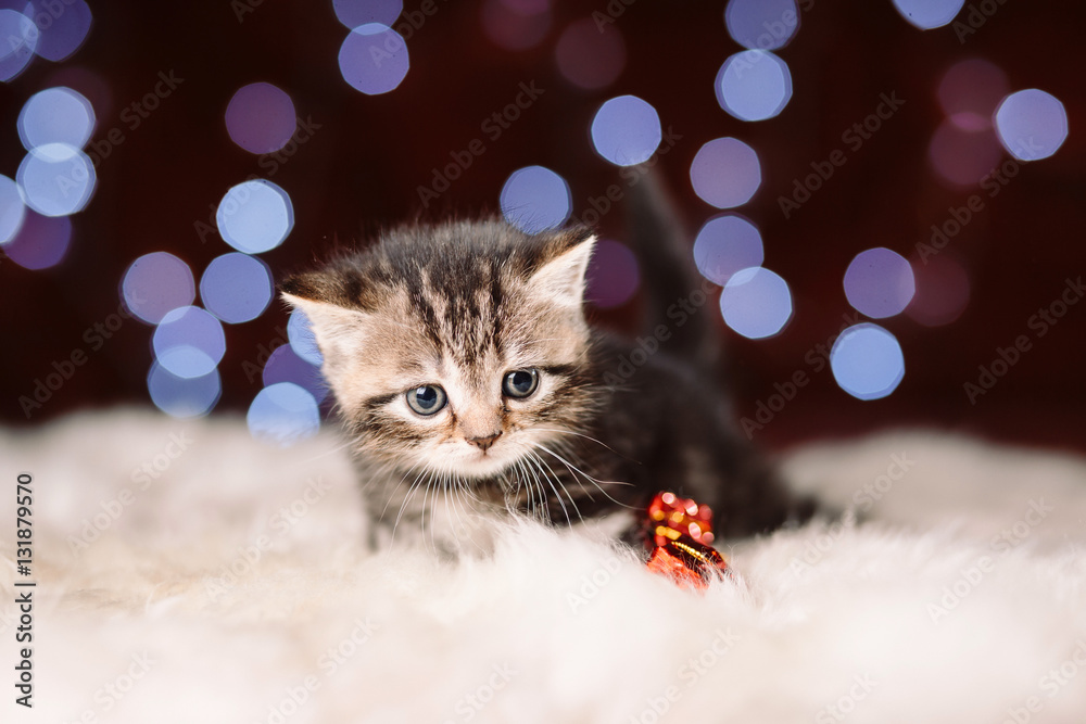 Cute scottish kitten with Christmas background