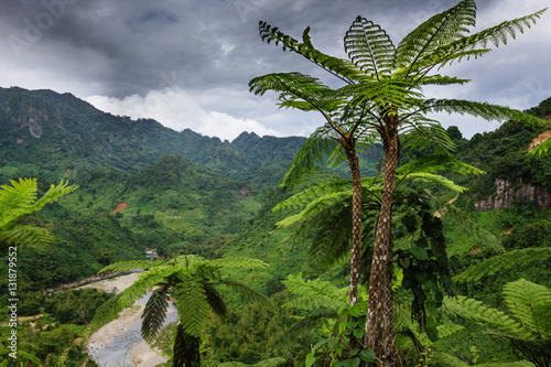 Forest on Fiji - Viti Levu - Oceania photo