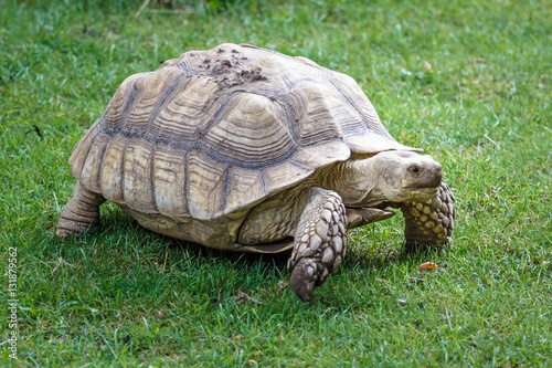 Giant tortoise on the grass in zoo