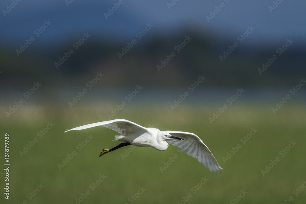 Little egret in Arugam bay lagoon, Sri Lanka Little egret in Arugam bay lagoon, Sri Lanka