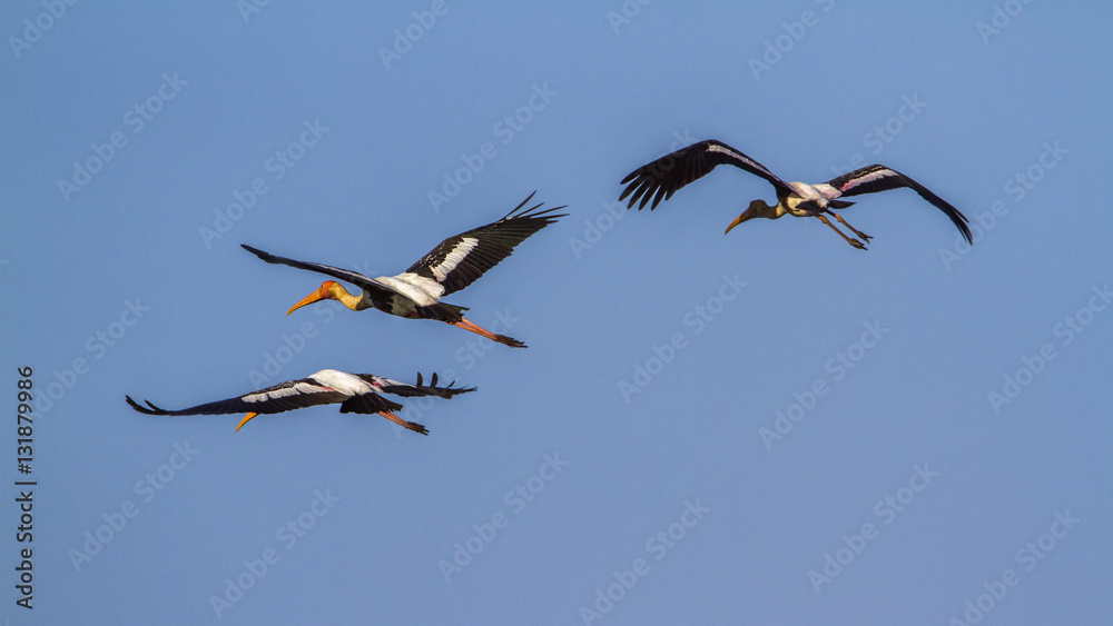 Obraz premium Painted Stork in Arugam bay lagoon, Sri Lanka