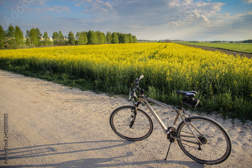 bike and yellow rape field during the afternoon ride © Przemysaw