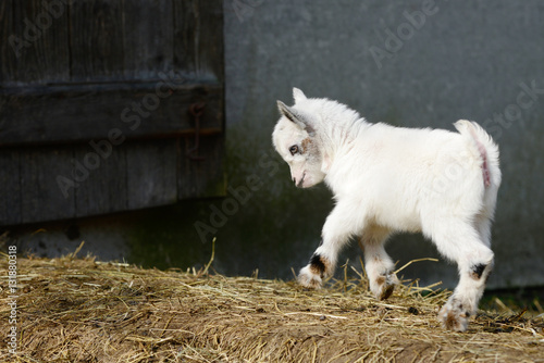 white goat kid jumping on straw