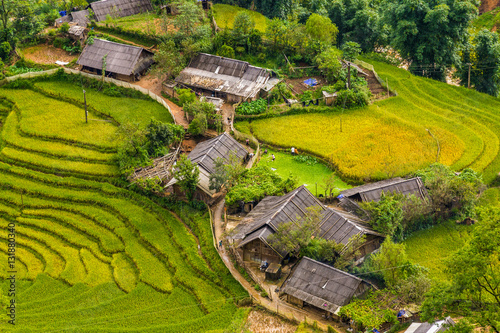 Rice fields in a village