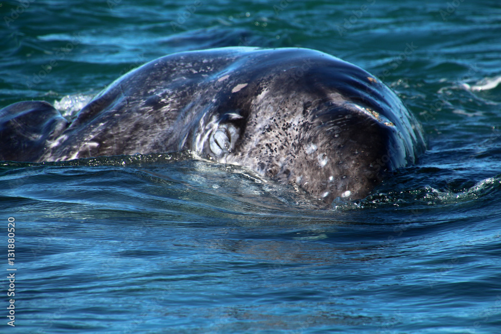 Obraz premium Grauwalkalb