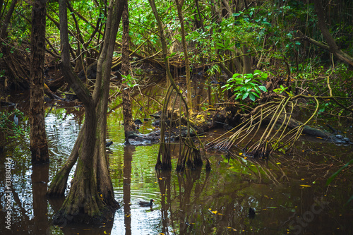 Wild tropical rainforest landscape