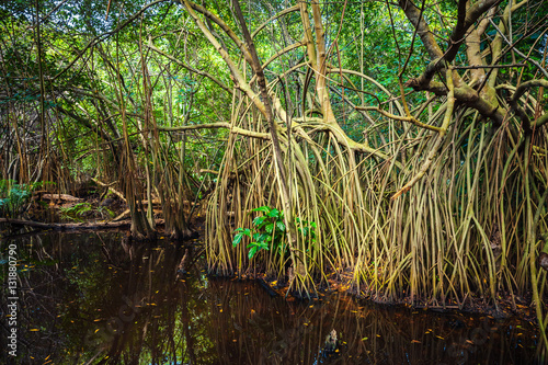 Wild tropical forest landscape  mangrove trees