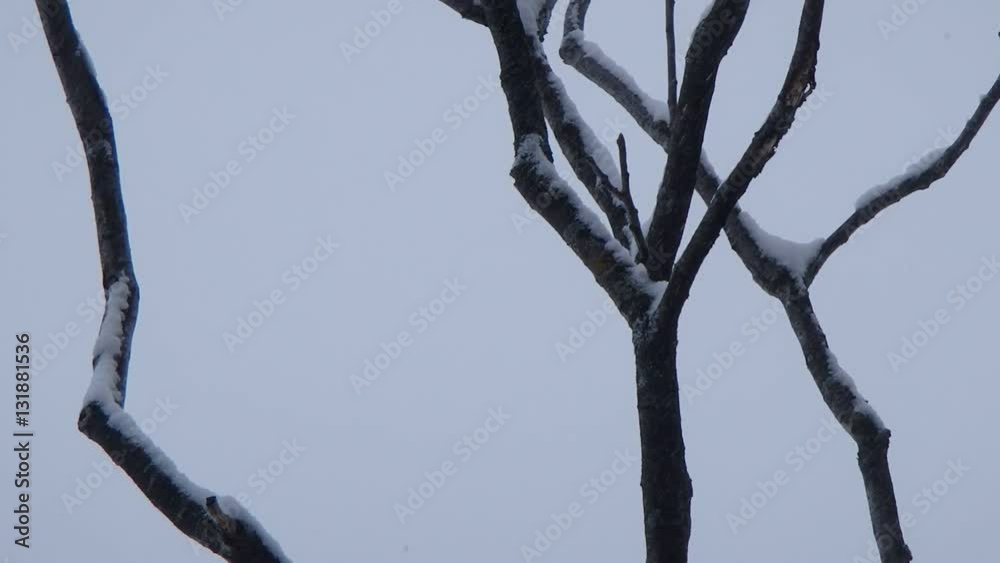 Pic mineur en hiver