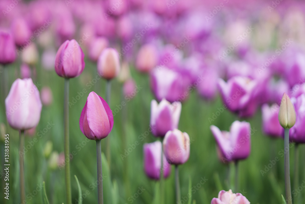pink fresh tulips. Nature background
