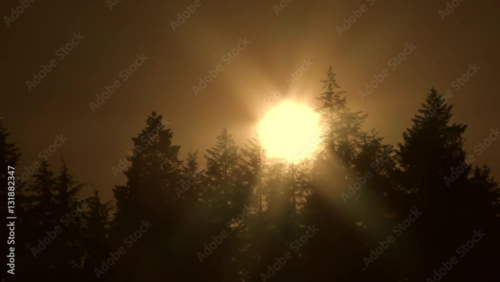 Sun setting behind tall forest trees on warm yellow sky evening in the Pacific Northwest, Oregon.