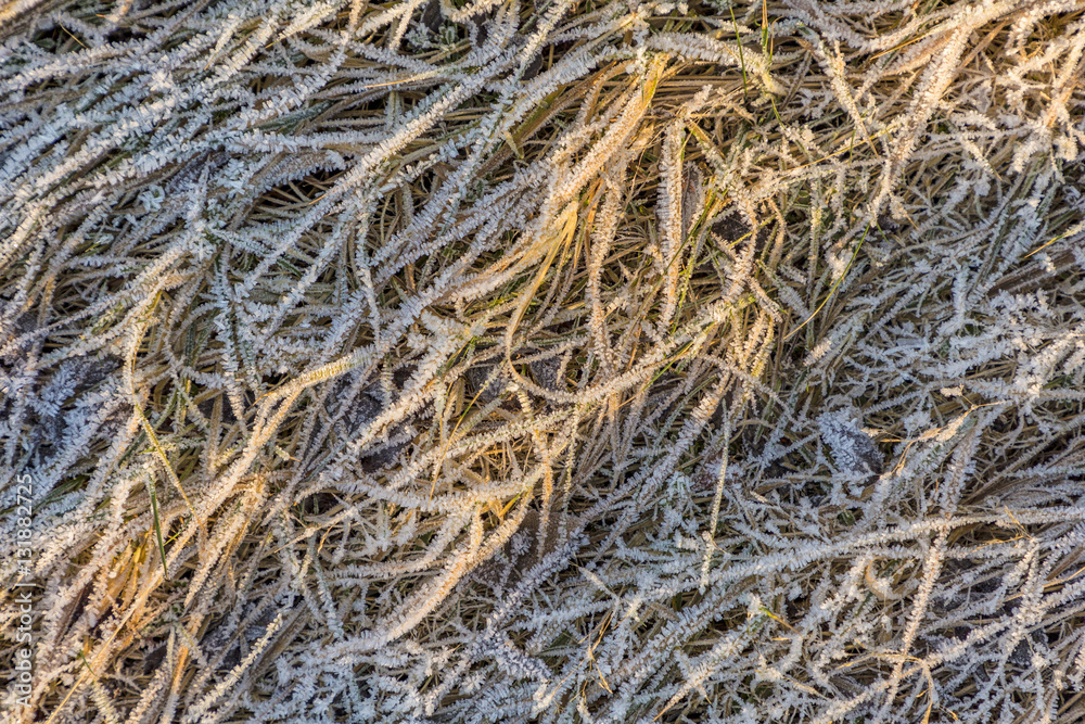 pattern of frozen grass and leaves in winter pattern of frozen grass and leaves in winter