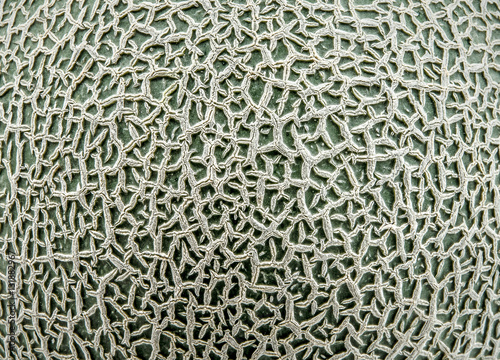 Texture on melon for background. photo