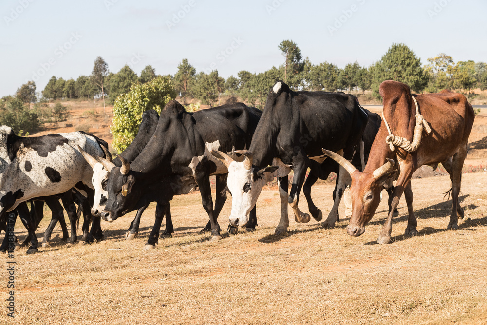 Zebu in the fields. Herd of cows in Madagascar.