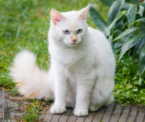 Bilde på lerret Cat breed Turkish Vankedisi or Turkish Angora