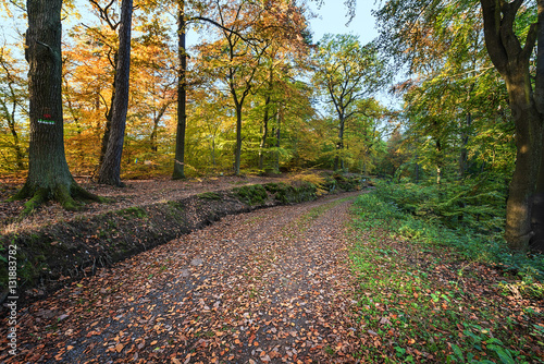 Fototapeta Naklejka Na Ścianę i Meble -  Die Farben des Waldes im Herbst