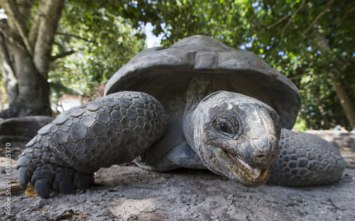 Aldabra Giant Tortoise  in Seychelles photo