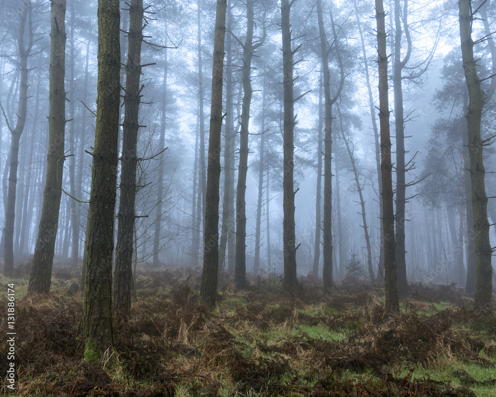 Mysterious foggy forest with tall pine trees. Mysterious foggy forest with tall pine trees.