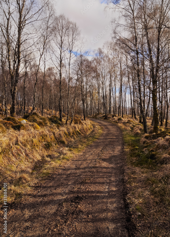 UK, Scotland, Highlands, Forest of the Roy Bridge.