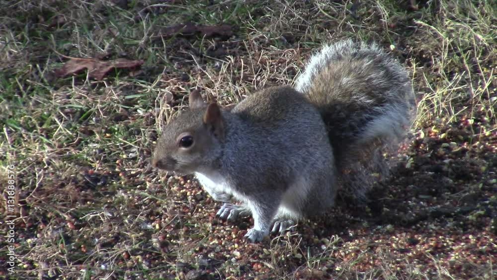 eastern grey squirrel (Sciurus carolinensis) staying watchful in the sun eastern grey squirrel (Sciurus carolinensis) staying watchful in the sun