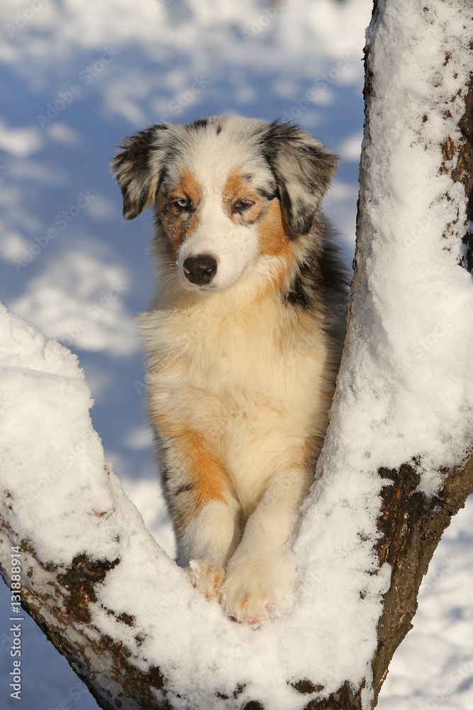 Dog standing on a snowy tree in winter