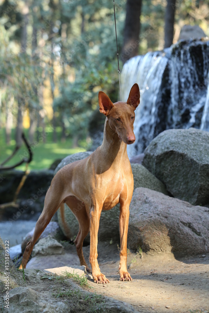 Pharaoh Hound posing in front of waterfall and rocks