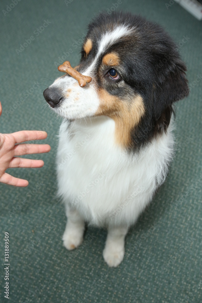 Australian shepherd with biscuit on the nose playing tricks