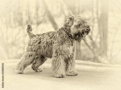 Foto Standing Irish Soft Coated wheaten terrier (stylized retro)