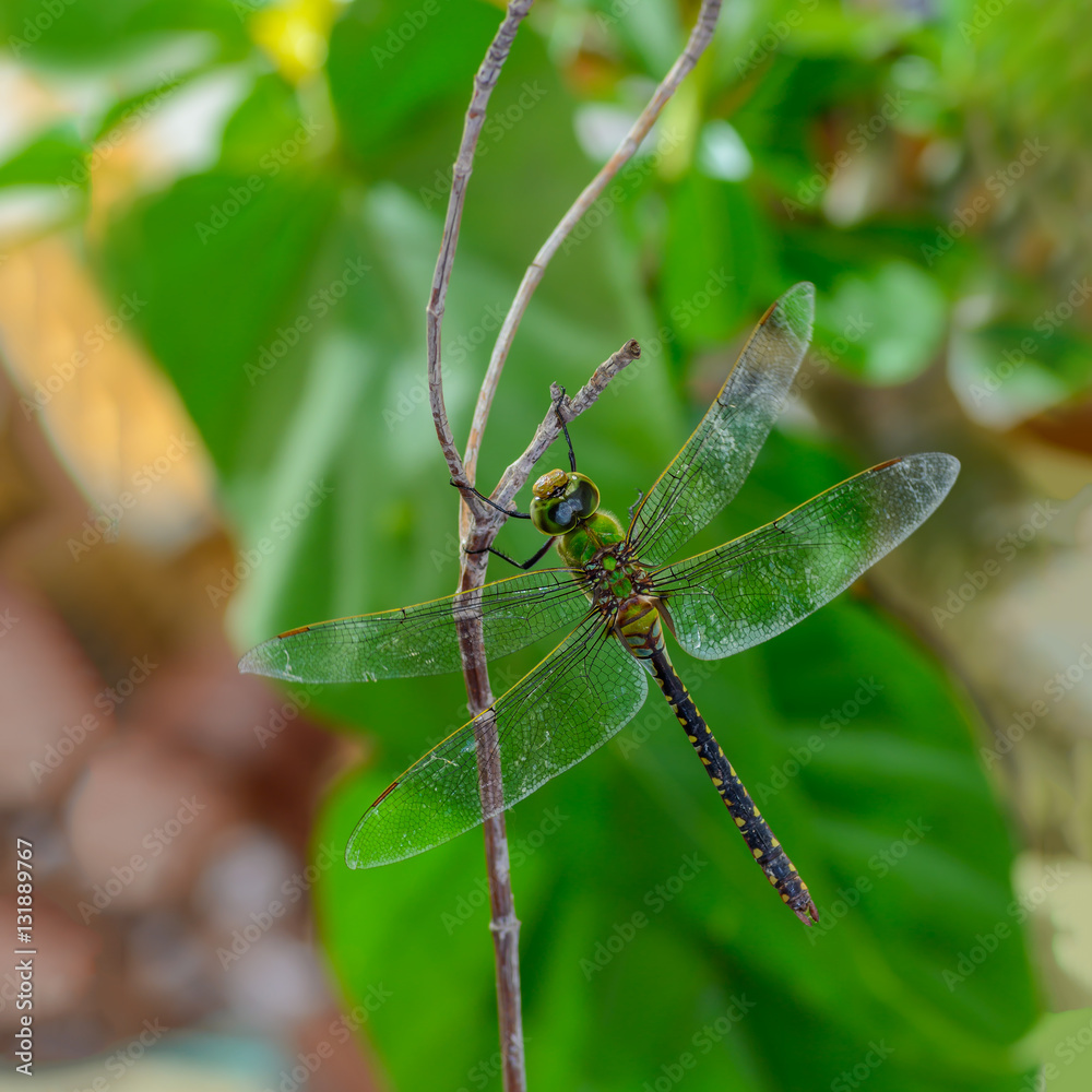 Common Green Skimmer(Anax guttatus), beautiful dragonfly on branch. Common Green Skimmer(Anax guttatus), beautiful dragonfly on branch.