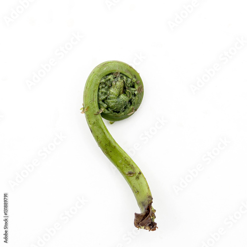 Fiddle head photo
