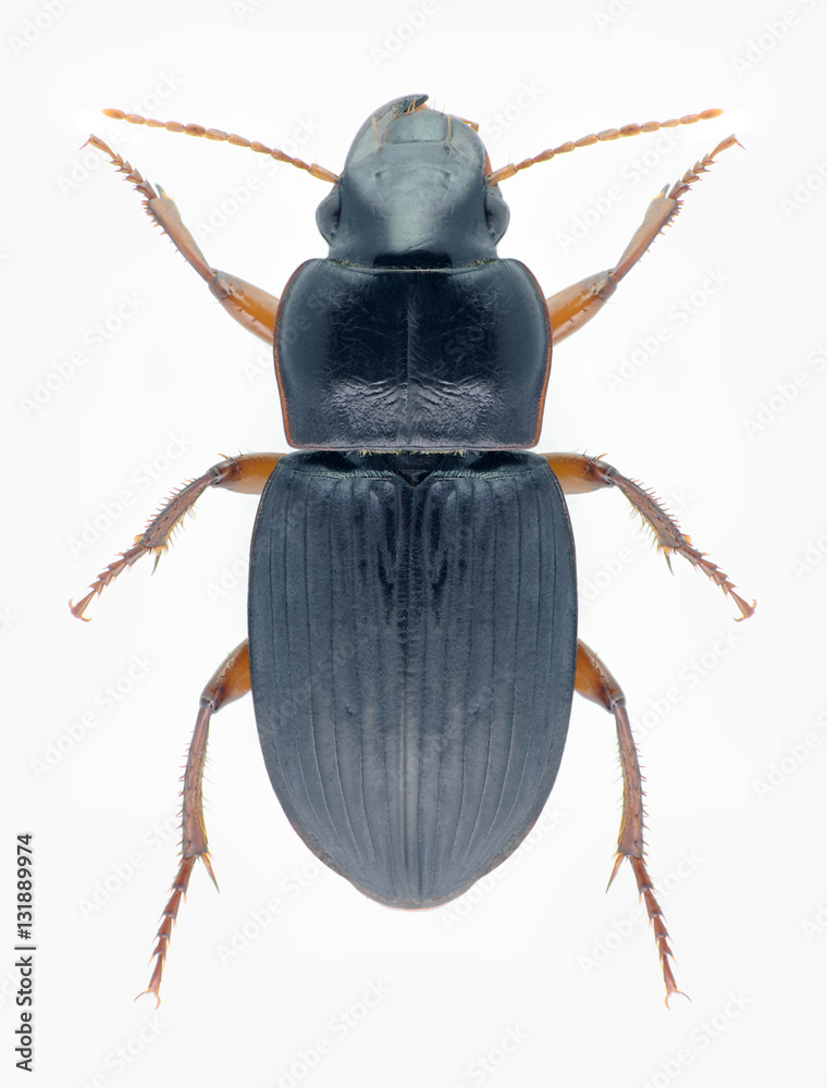 Beetle Harpalus latus on a black background Beetle Harpalus latus on a black background
