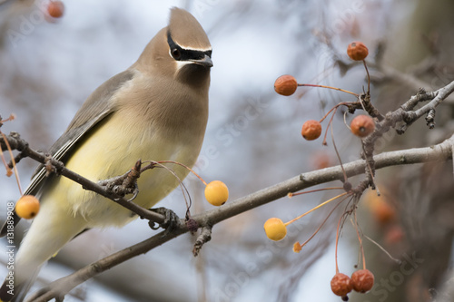 Cedar Waxwing resting photo