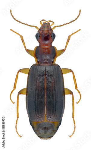 Beetle Dromius agilis on a black background