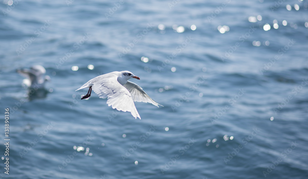 seagull