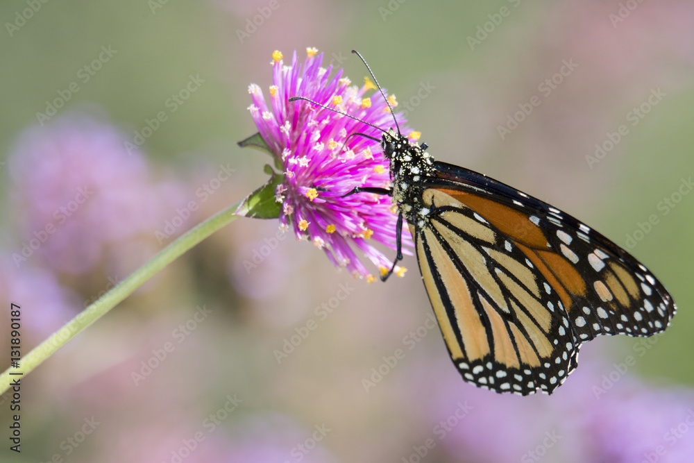 Naklejka premium Monarch Butterfly feeding